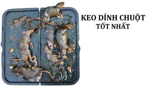 SET 05 HỘP KEO DÍNH CHUỘT SỬ DỤNG NHIỀU LẦN